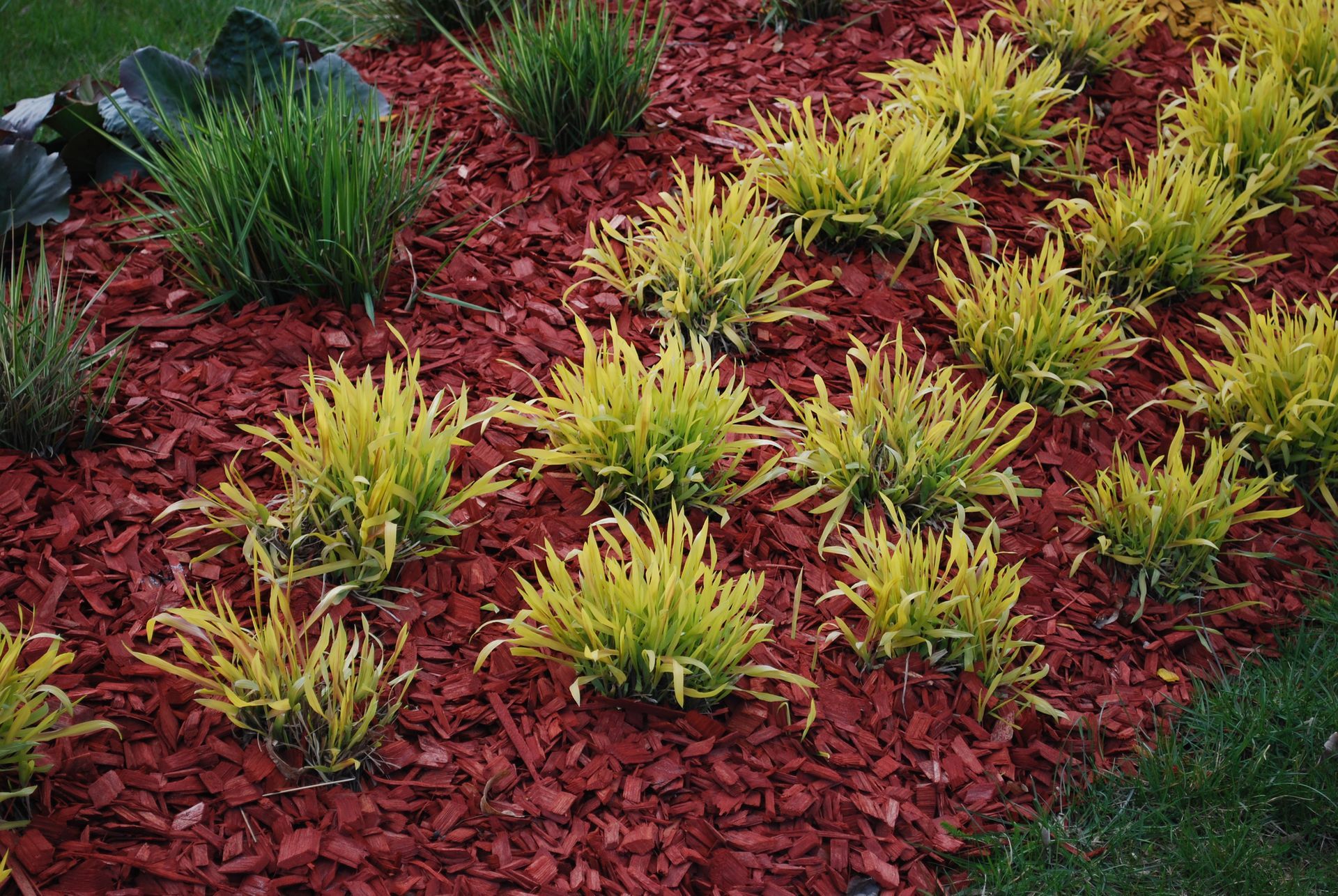 A garden with red mulch and yellow plants