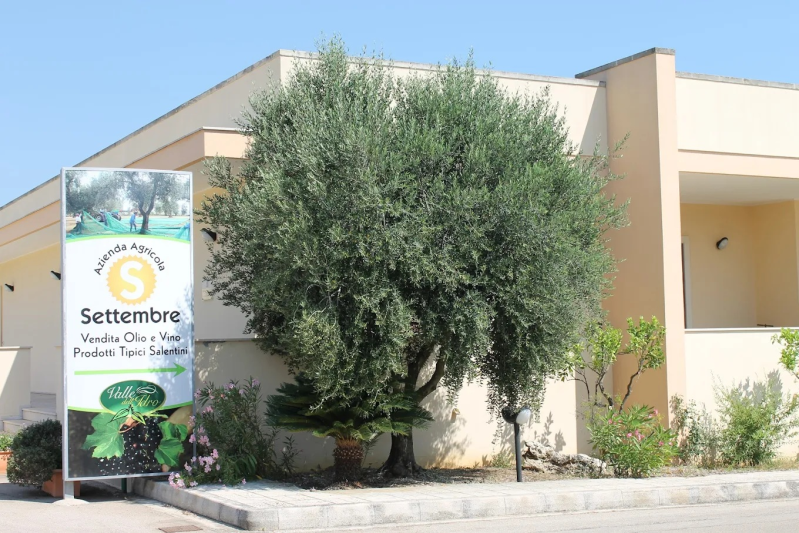 Un ulivo di fronte a un edificio con un cartello che indica