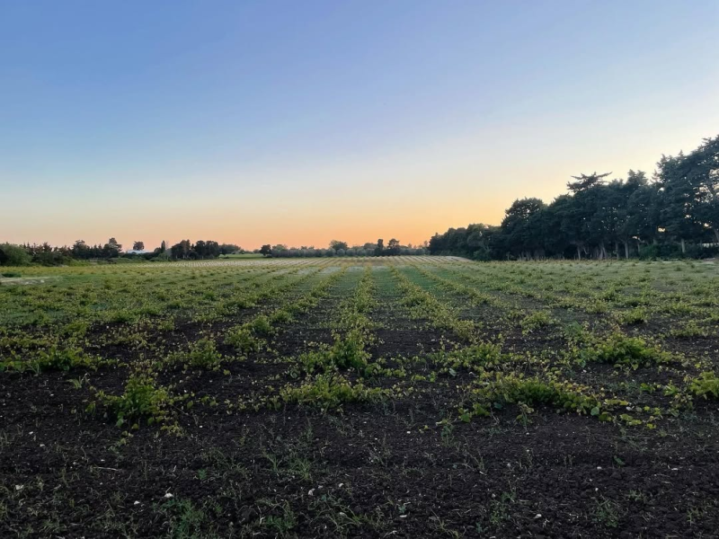 Campo coltivato all'alba con un cielo sfumato di arancione e blu.
