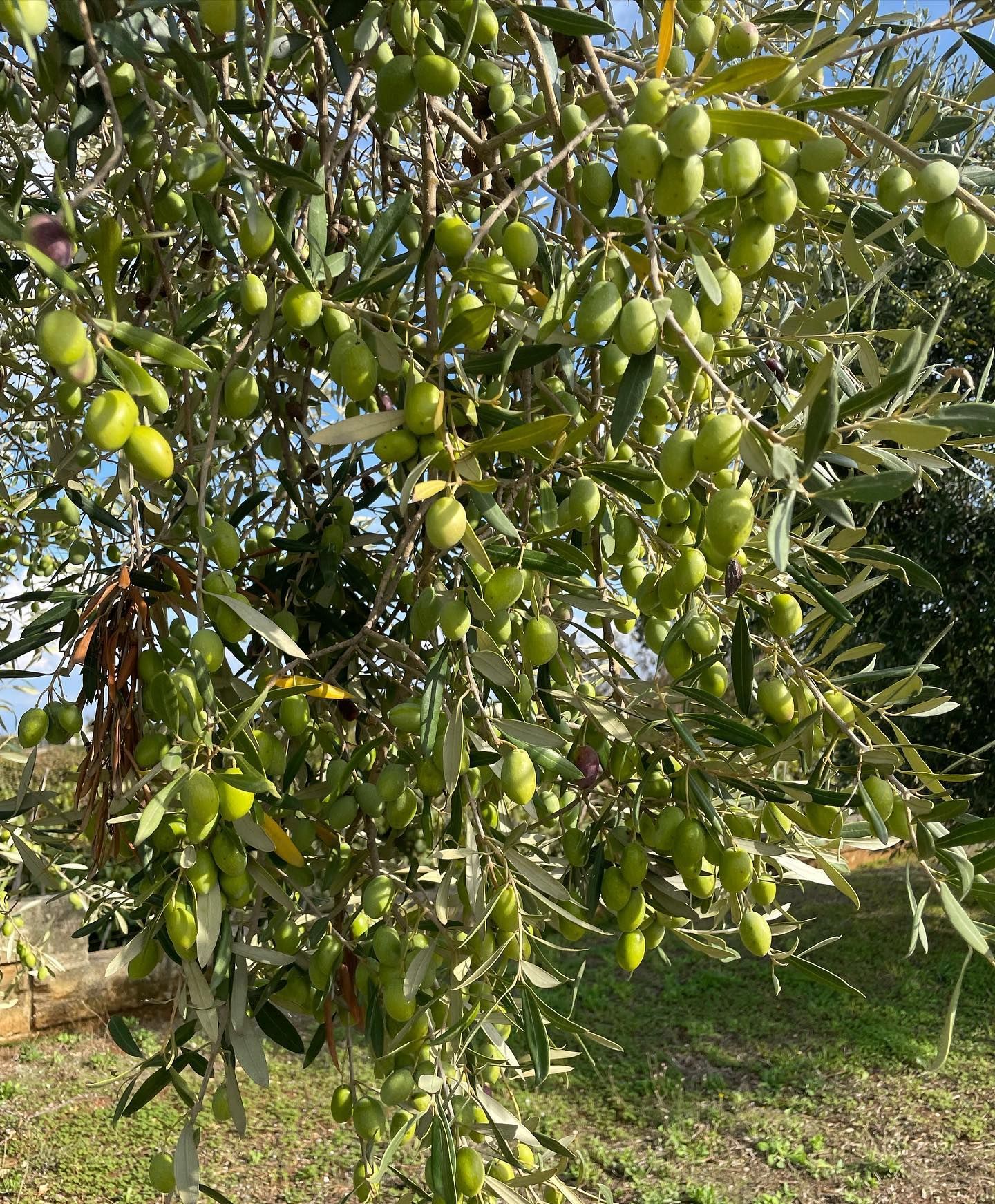 Rami di ulivo carichi di olive verdi contro un cielo luminoso.