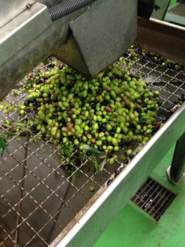 Olive lavorate su una griglia metallica, vicino a uno scarico. Olive verdi e nere vengono mescolate.