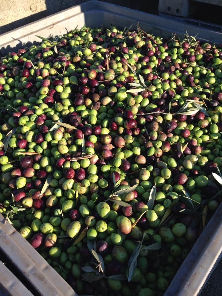 Primo piano di un contenitore pieno di olive verdi e viola, alcune con foglie, pronte per la raccolta.