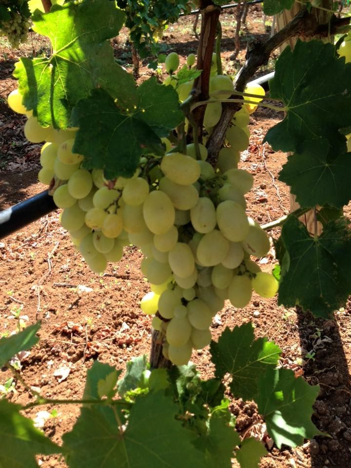 Un grappolo d'uva verde appeso a una vite, in un campo marrone.