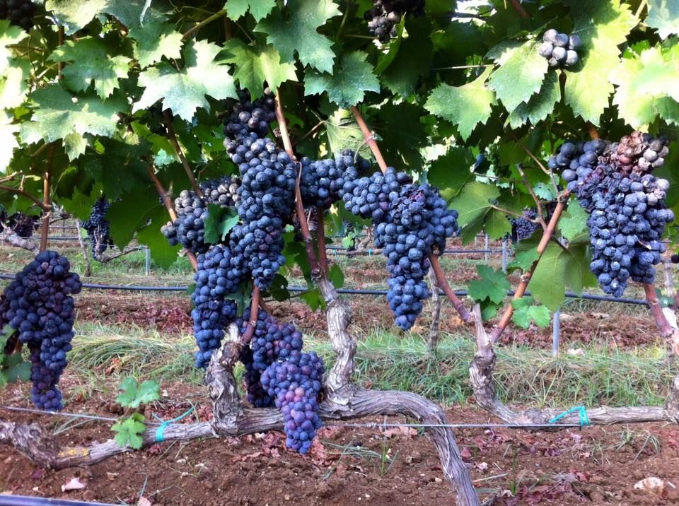 In un vigneto crescono viti cariche di uva viola scuro; si vedono terra marrone, foglie verdi e linee di irrigazione a goccia.