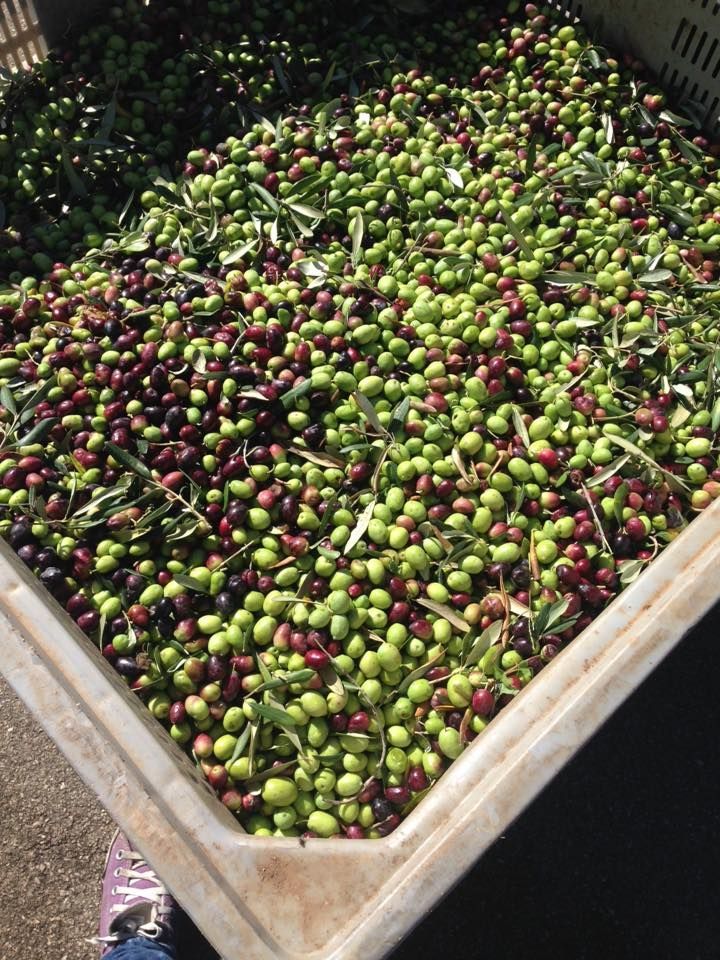 Un bidone traboccante di olive verdi e viola con qualche foglia.