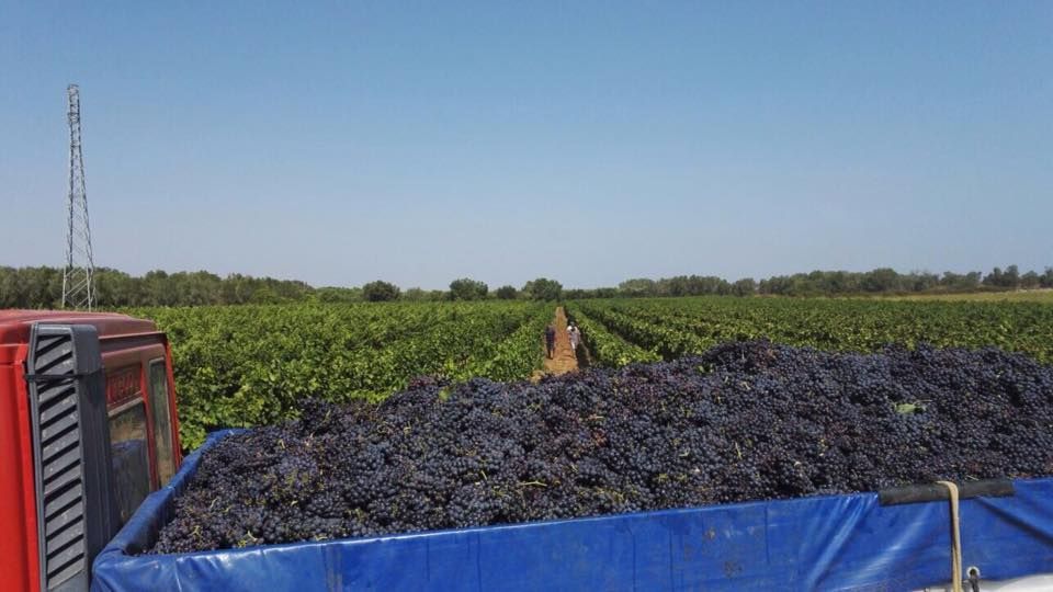 Cassone di camion traboccante di uva scura in un vigneto, telone blu, cielo limpido.