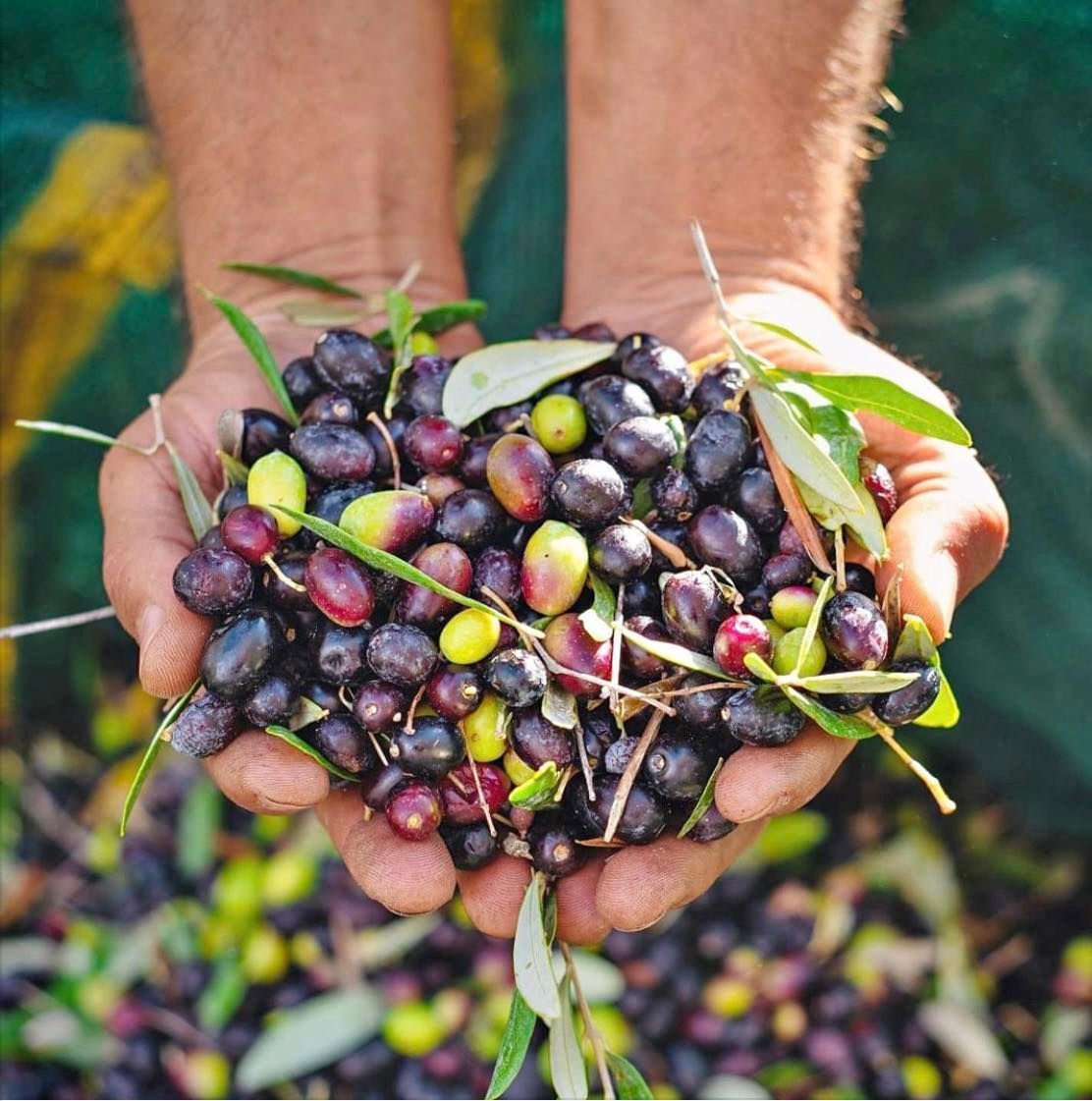 Mani giunte a coppa, che tengono un mucchio di olive fresche, alcune con foglie e gambi verdi.