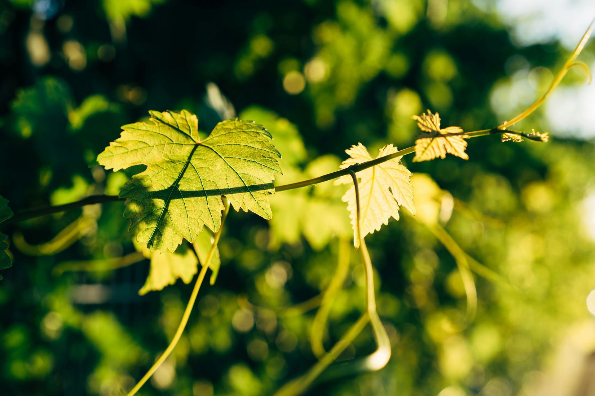Foglie di vite su una vite, illuminate dalla luce del sole, con uno sfondo verde sfocato.