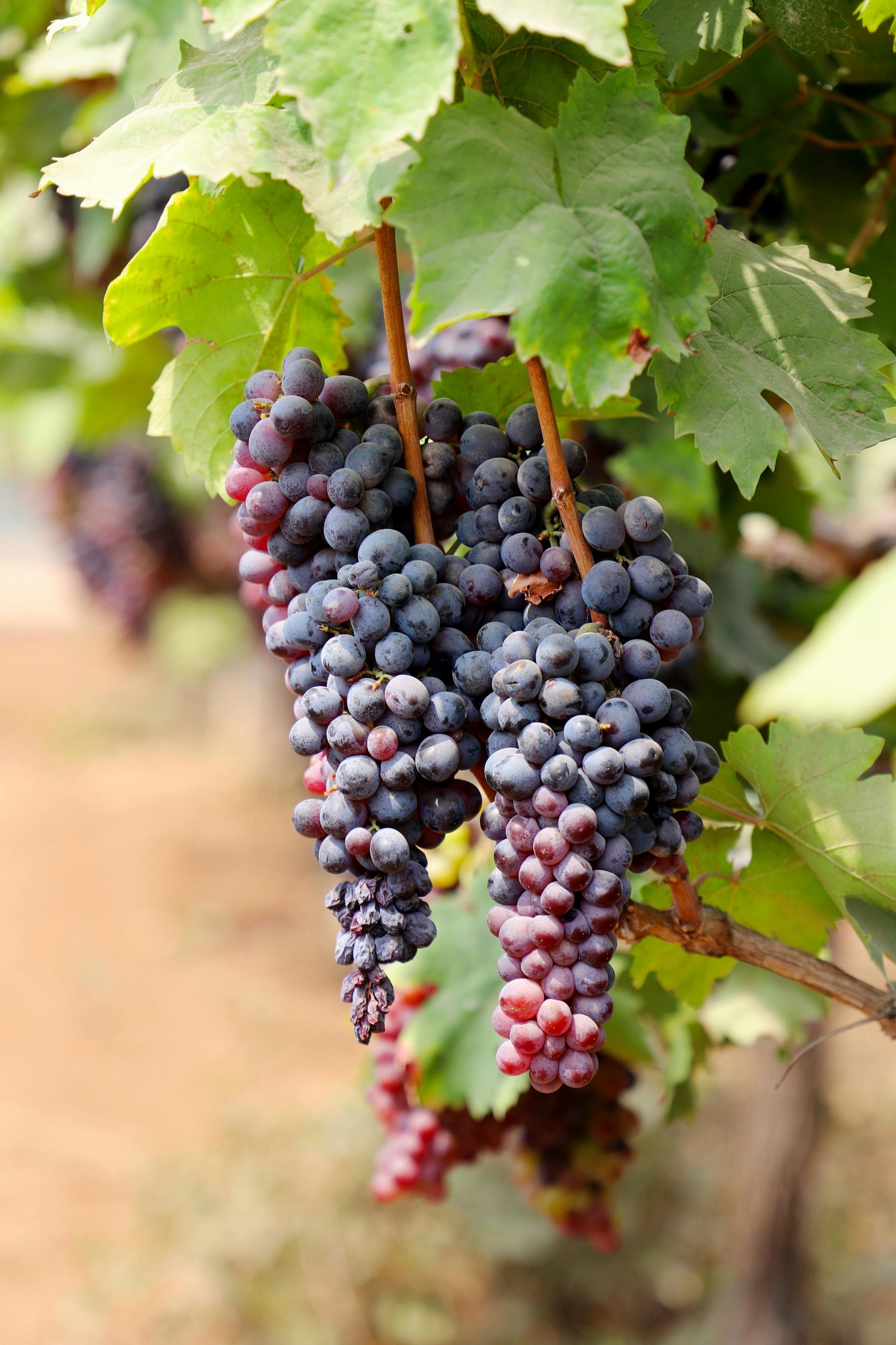 Grappoli d'uva viola scuro su viti con foglie verdi.