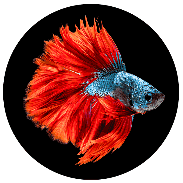 Beautiful siam fighting fish - Aquariums & Supplies Retail in Hopkins, MN