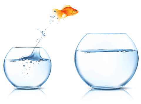 Goldfish jumping from another bowl - Aquariums & Supplies Retail in Hopkins, MN