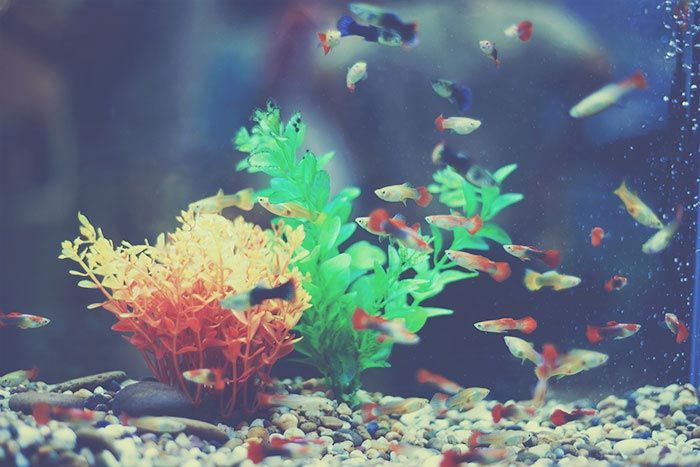 Freshwater aquarium - Aquariums & Supplies Retail in Hopkins, MN
