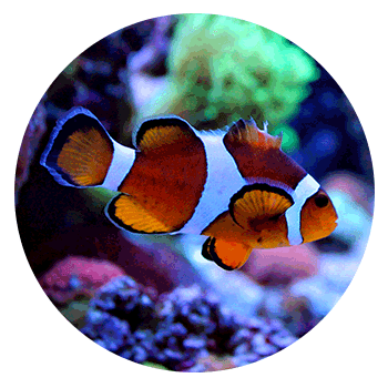 Clown Fish in aquarium - Aquariums & Supplies Retail in Hopkins, MN