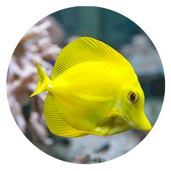 Yellow Zebrasoma fish - Aquariums & Supplies Retail in Hopkins, MN