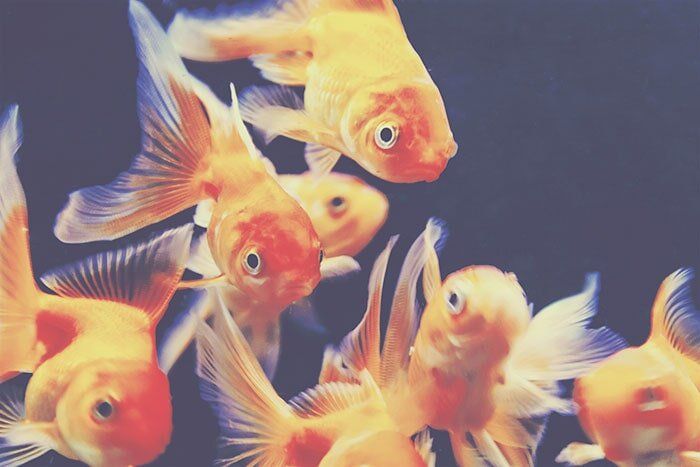 Orange parrot fish - Aquariums & Supplies Retail in Hopkins, MN