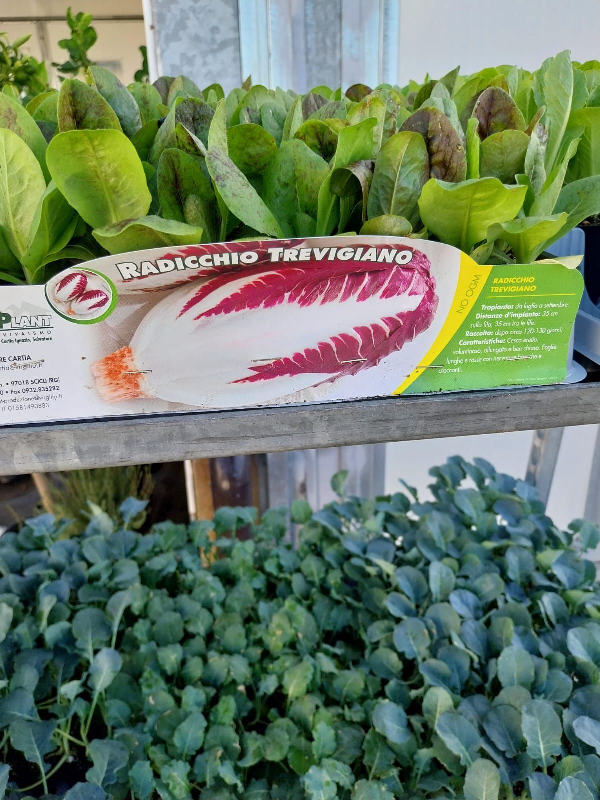 Un vassoio di fiori viola è appoggiato su un tavolo di legno.