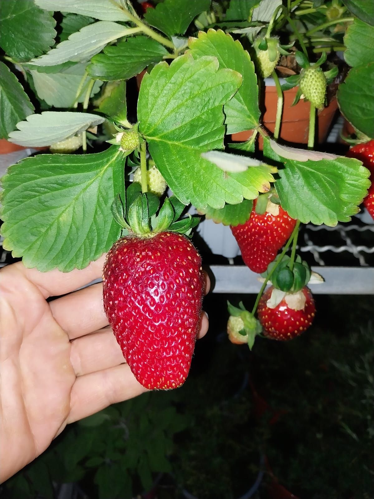 Un campo di piante di mais che crescono nella terra con alberi sullo sfondo.