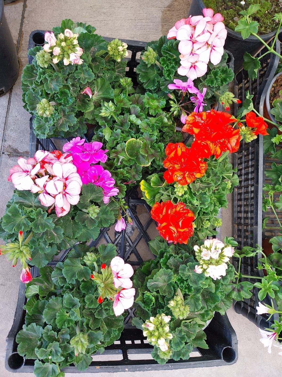 Un pappagallo è seduto sopra un coniglio in un mucchio di fieno.