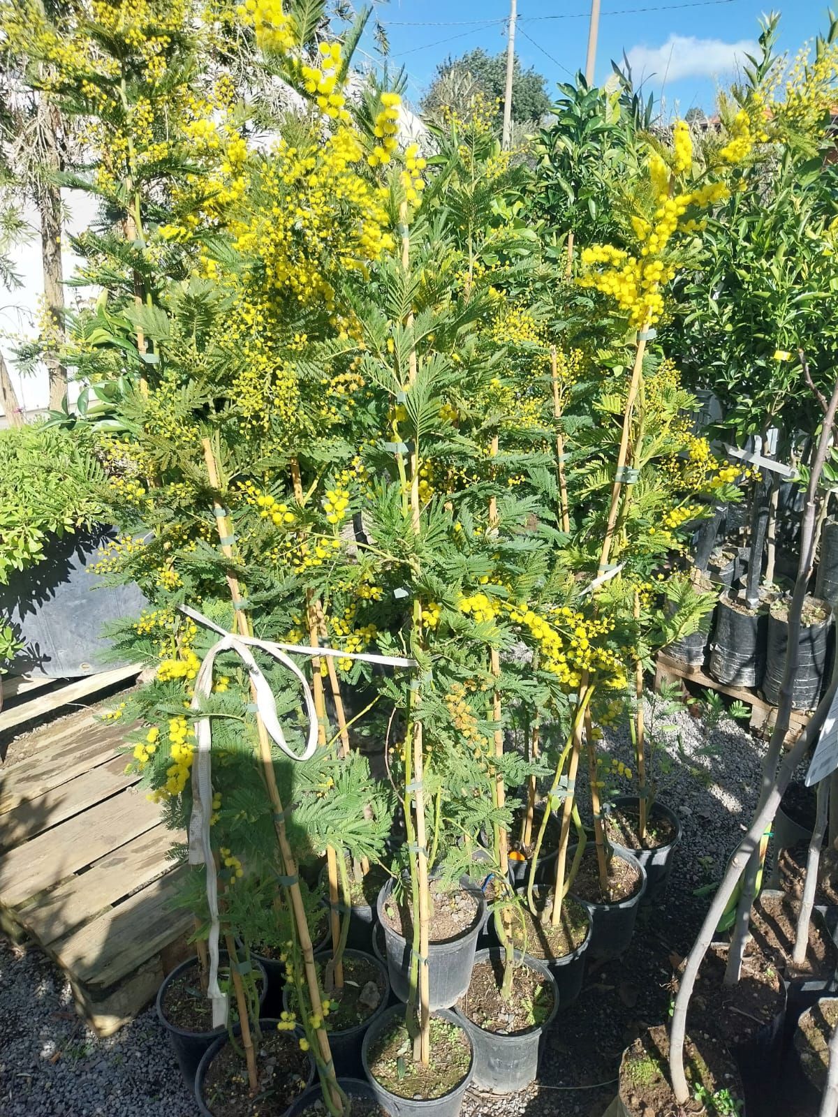 Una vista aerea di un trattore che ara un campo coltivato.