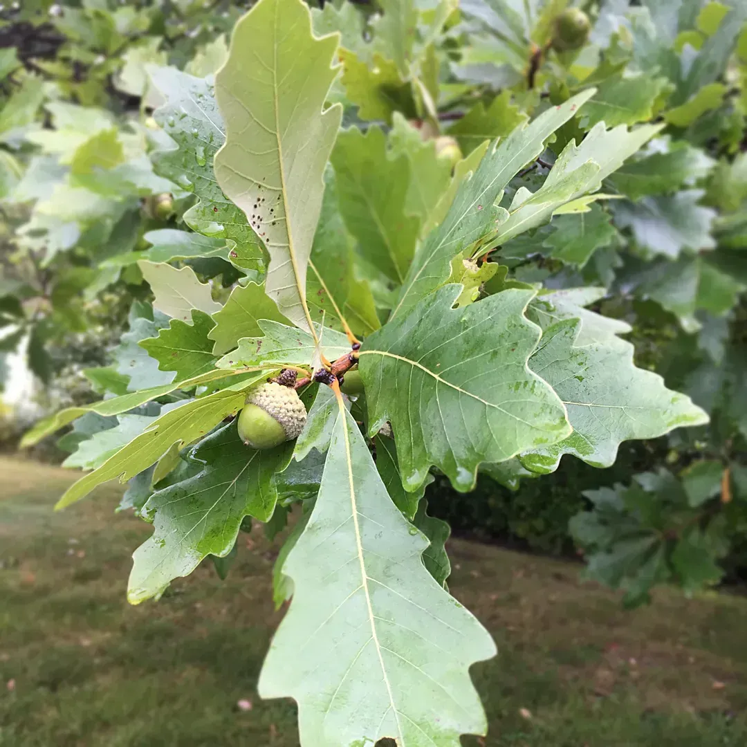 Leaf and acorn of Swamp White Oak tree