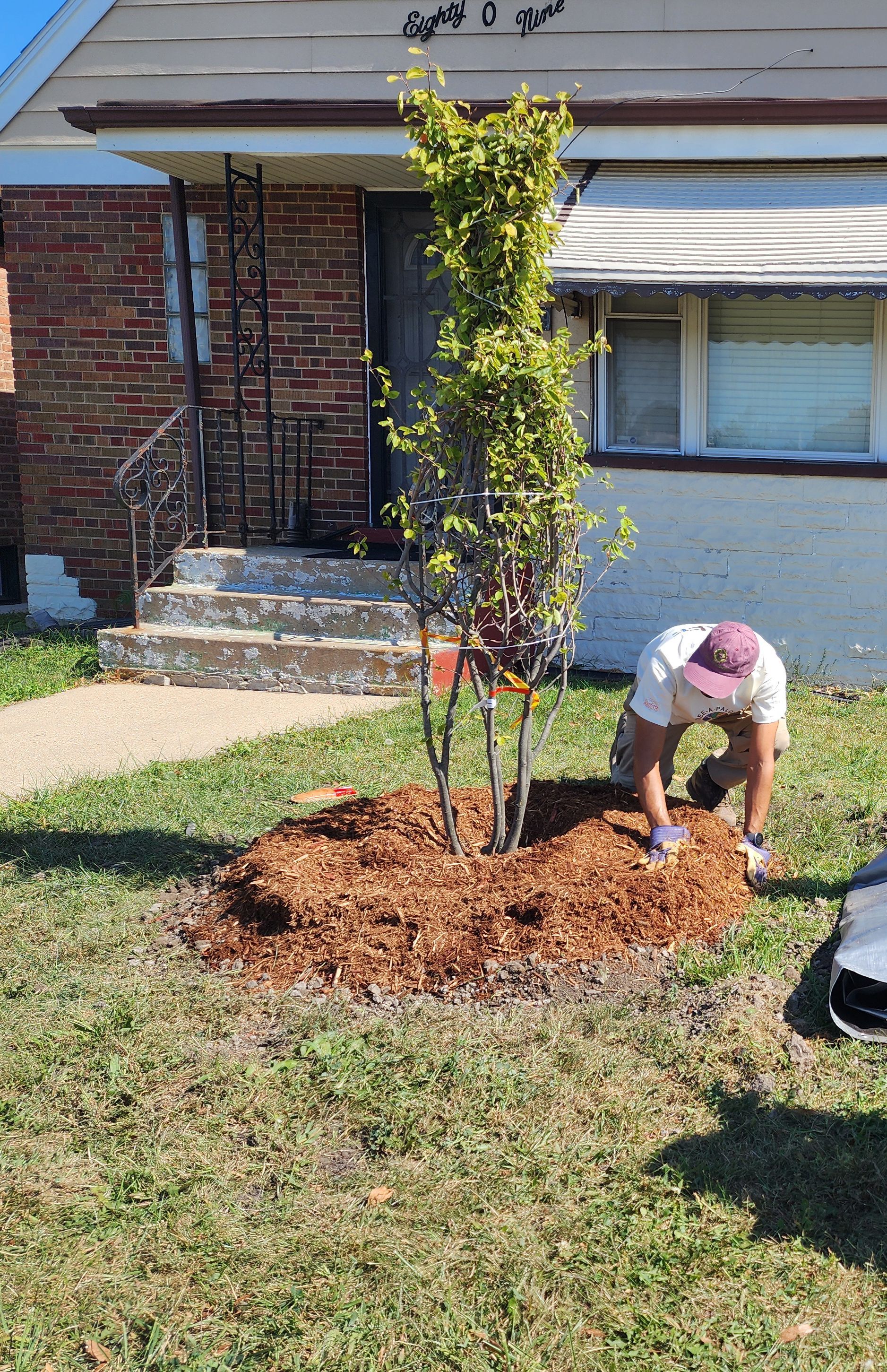 A new front yard tree being planted by an arborist.