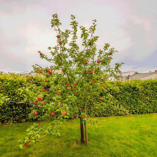 Honeycrisp apple tree