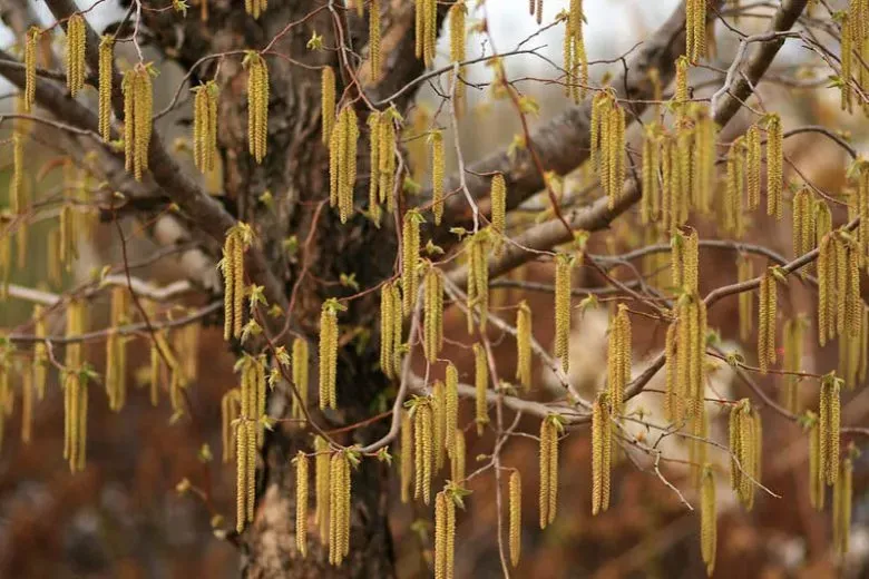 Close up of flowering Ironwood tree.