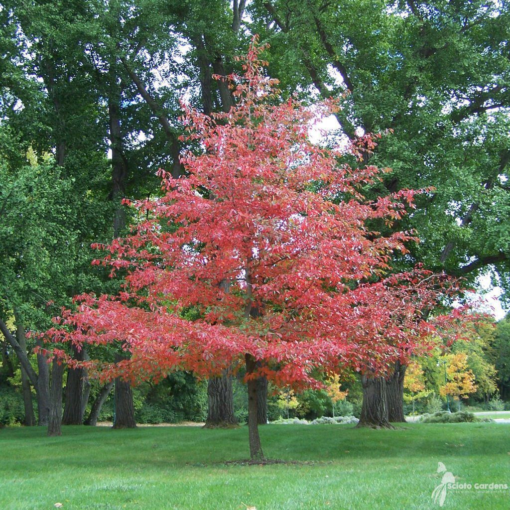 Red foliaged tree in front of taller evergreens.
