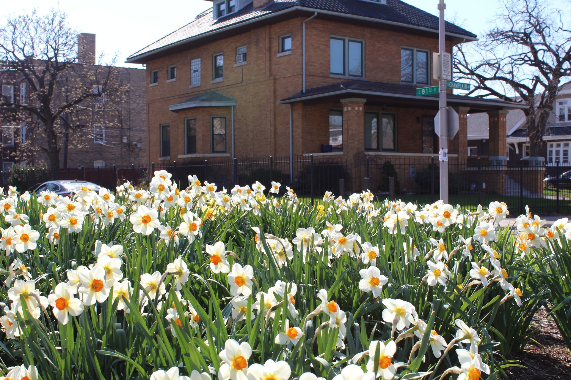 Blooming daffodils in front of house.