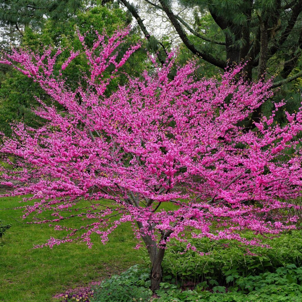 Eastern Redbud flowering