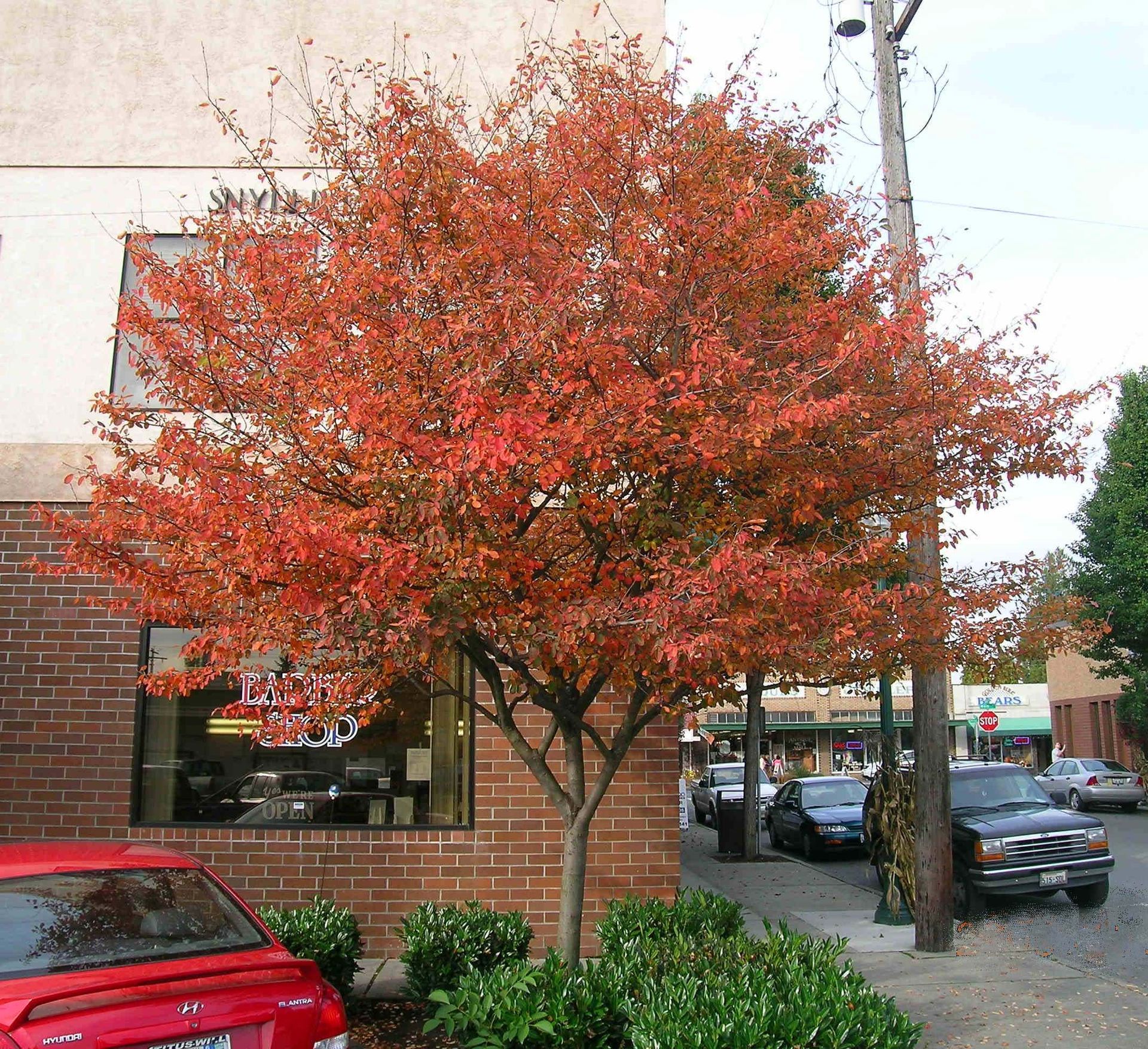 Fall foliaged Serviceberry tree