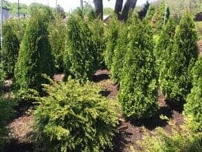 Trees Grown for Landscaping