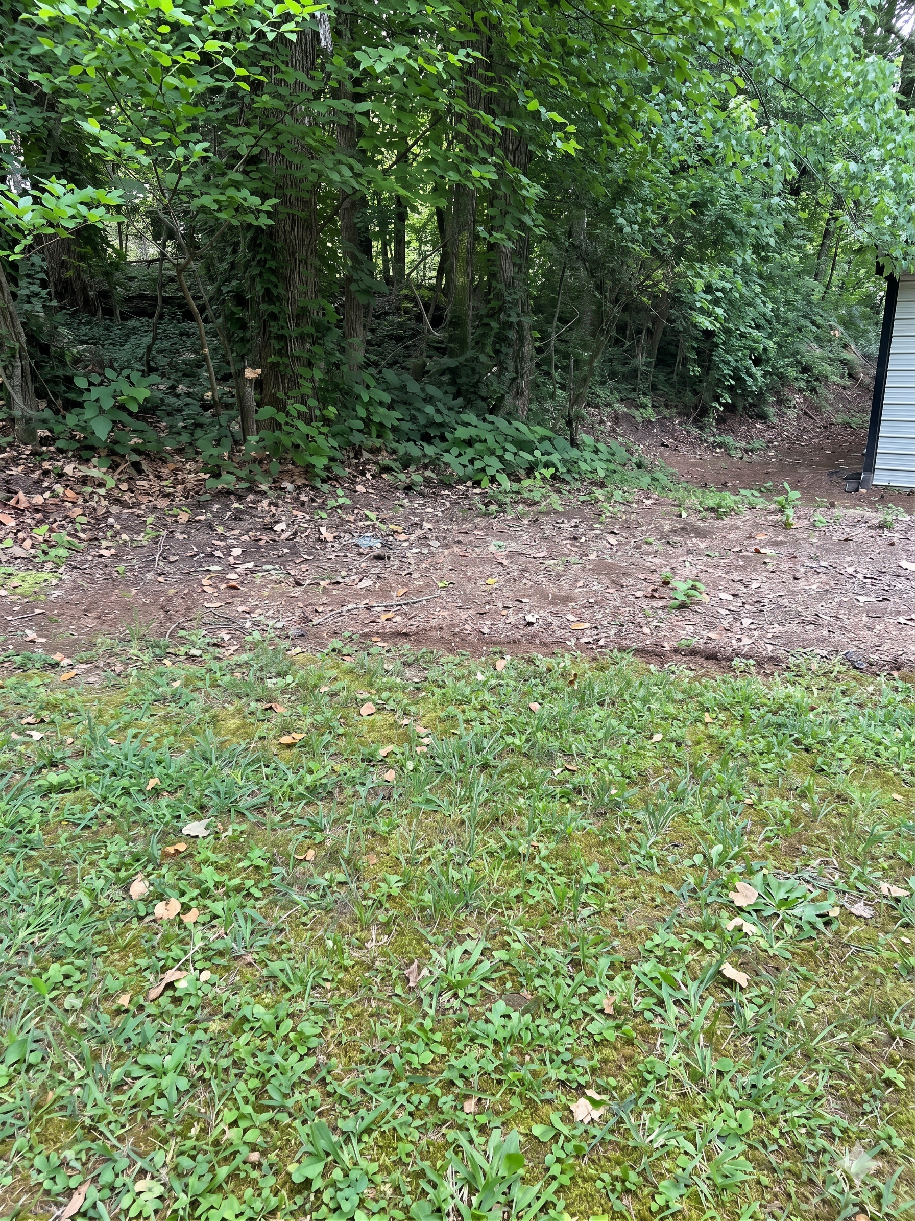 Small house corner beside a wooded yard with mossy grass and a dirt path