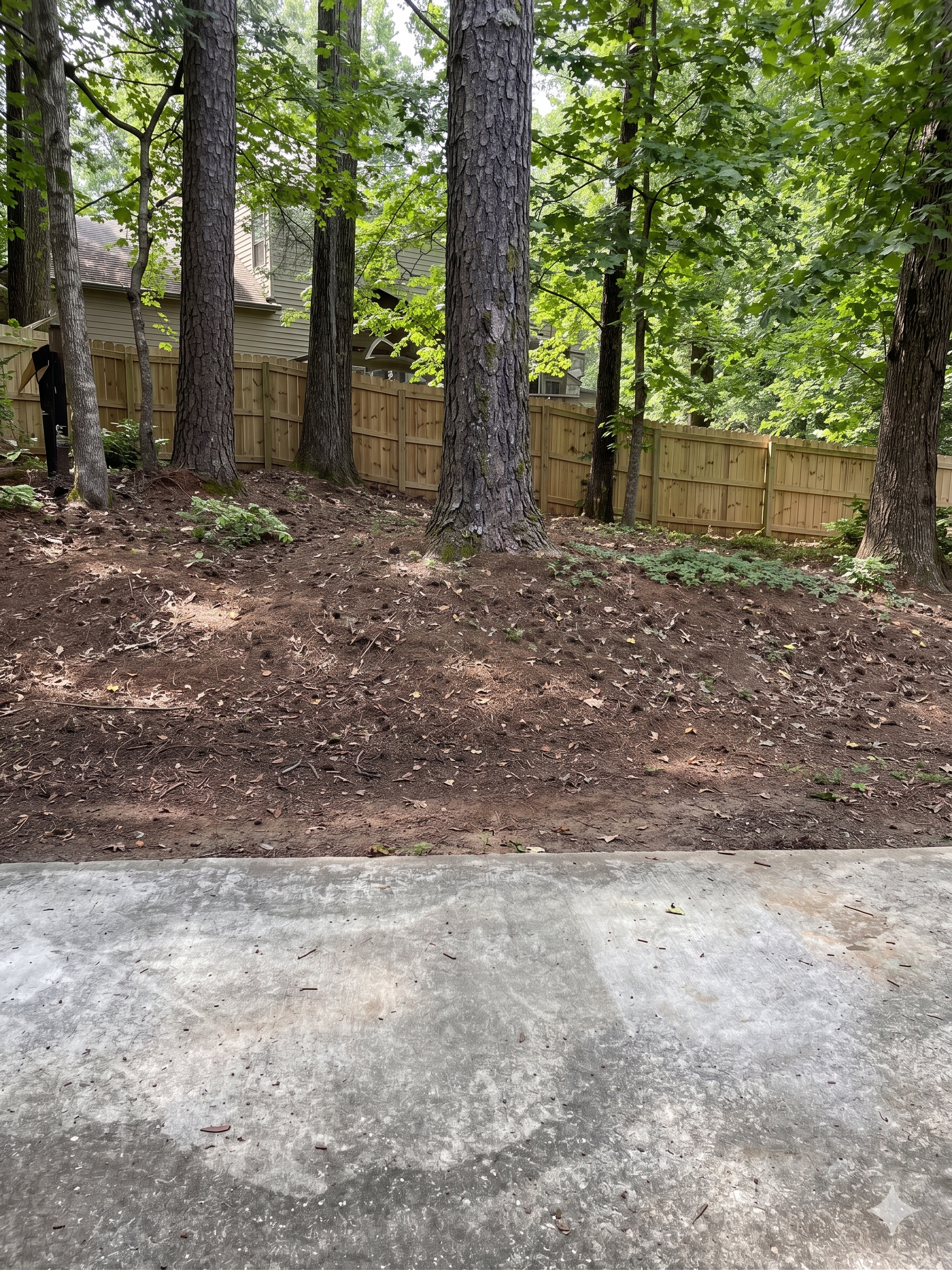 Grassy yard beside a wooded area with dense green trees and a dirt clearing