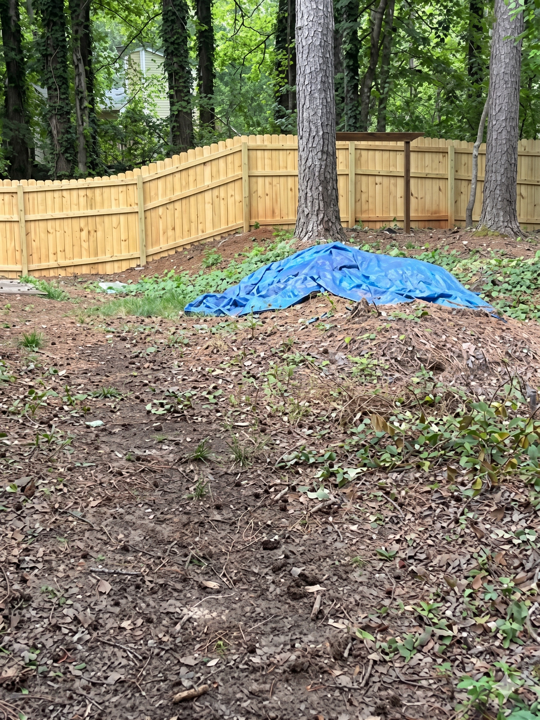 Wooded clearing with green grass and a dirt patch, surrounded by tall trees