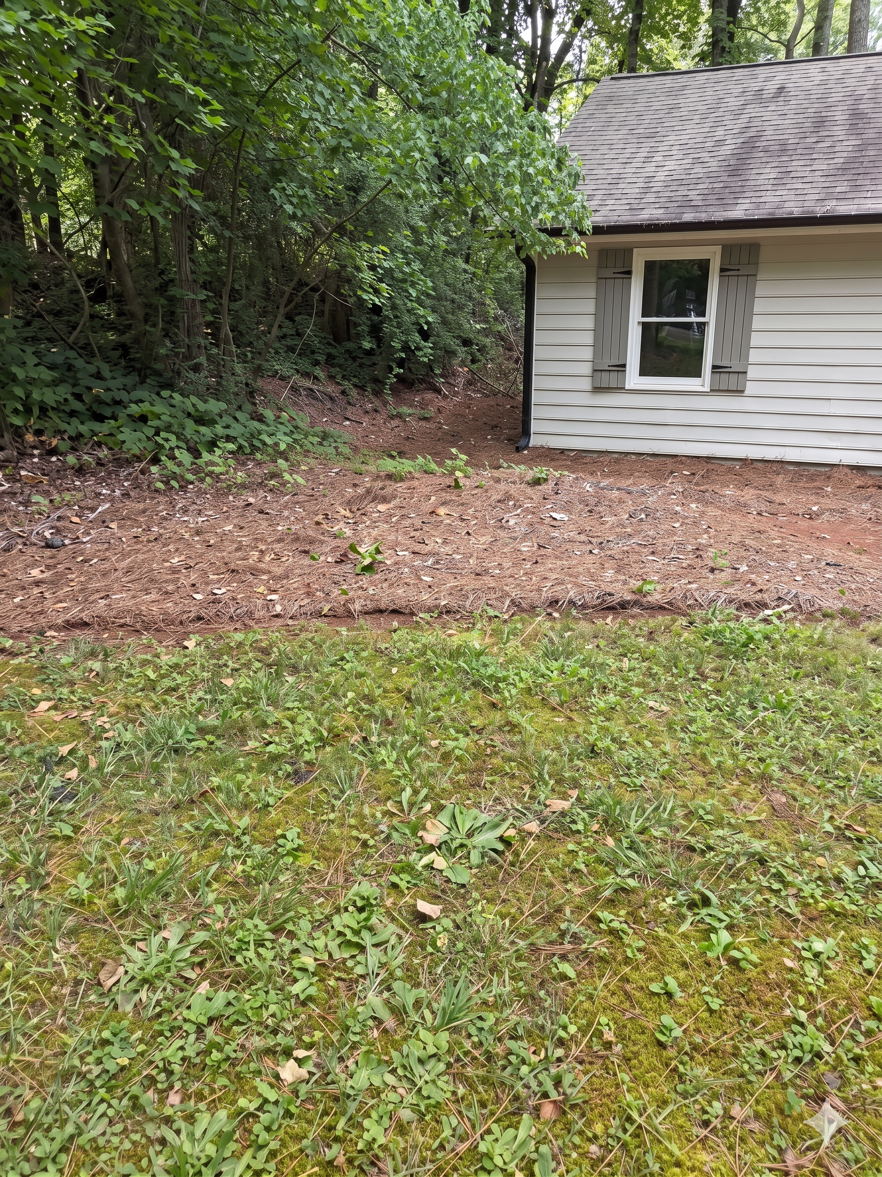 Wooded backyard edge with green grass, bare soil, and dense trees beside a house siding edge