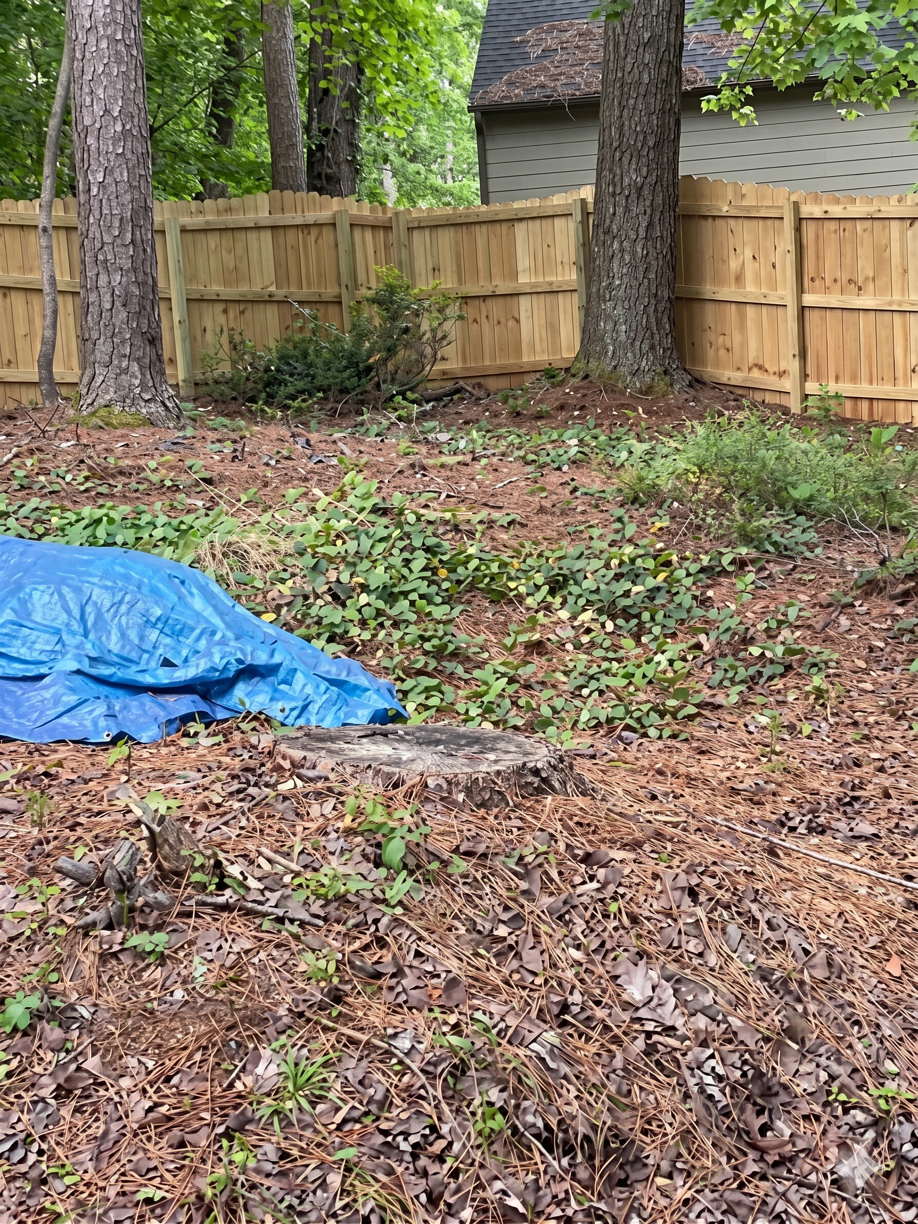 Dense green woodland with a tree trunk, leafy ground cover, and branches hanging overhead