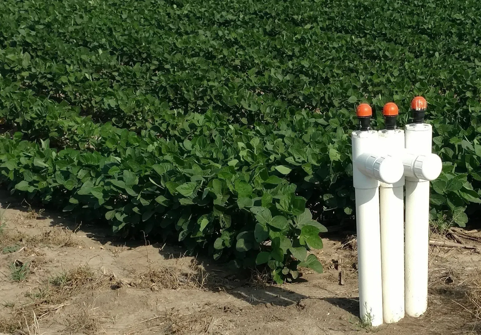 A field of green plants with two white pipes in the middle