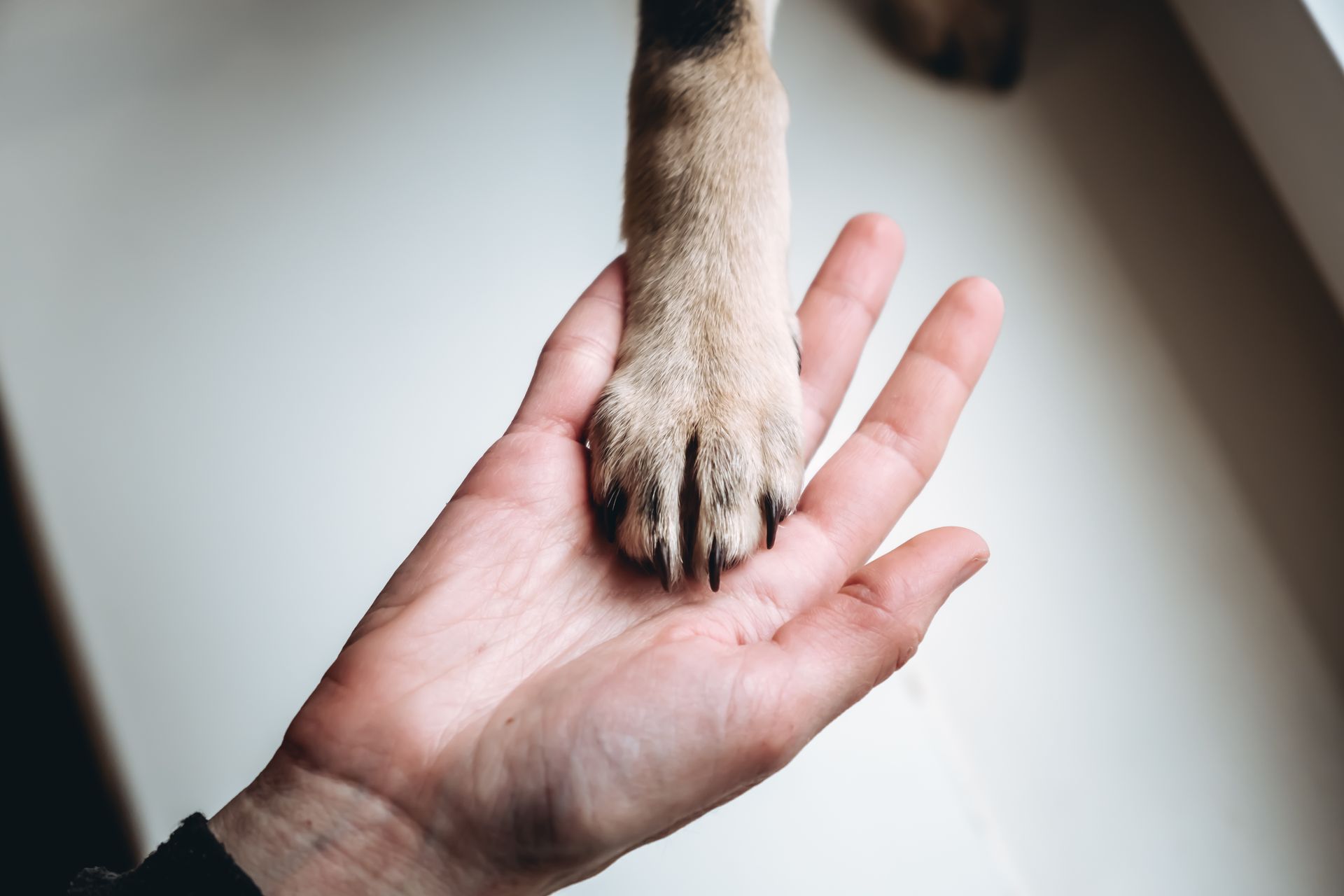 Dog paw resting in a person's open hand, indoors. Tan paw, light skin, windowsill in background.