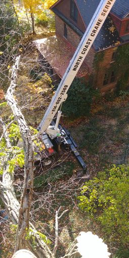 Crane Performing Tree Service