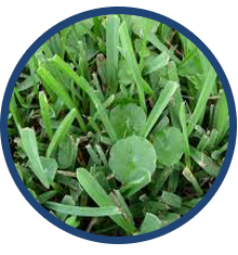 Sod Webworm — Grasses in Fort Myers, FL