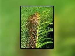 Fusarium Wilt — Fort Myers, FL — Perfection Lawn & Pest Control Inc