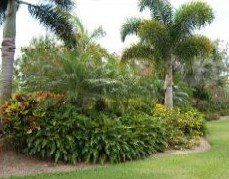 Lawn Maintenance — Shrub and Palm Trees in Fort Myers, FL