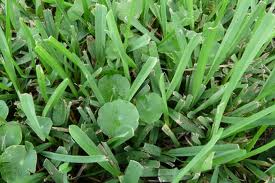 Weeds — Fort Myers, FL — Perfection Lawn & Pest Control Inc