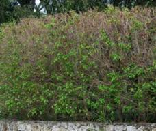 Ficus Bushes — Fort Myers, FL — Perfection Lawn & Pest Control Inc