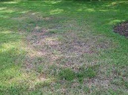 Infected Lawn — Fort Myers, FL — Perfection Lawn & Pest Control Inc