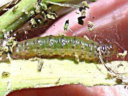 Sod Webworm Catepillar — Fort Myers, FL — Perfection Lawn & Pest Control Inc