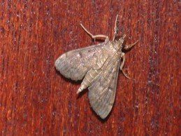Sod Webworm Moth — Fort Myers, FL — Perfection Lawn & Pest Control Inc