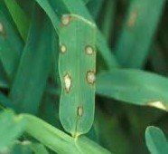 Leaf Spot Fungus — Fort Myers, FL — Perfection Lawn & Pest Control Inc
