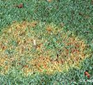 Patch of Fungus on Grass — Fort Myers, FL — Perfection Lawn & Pest Control Inc